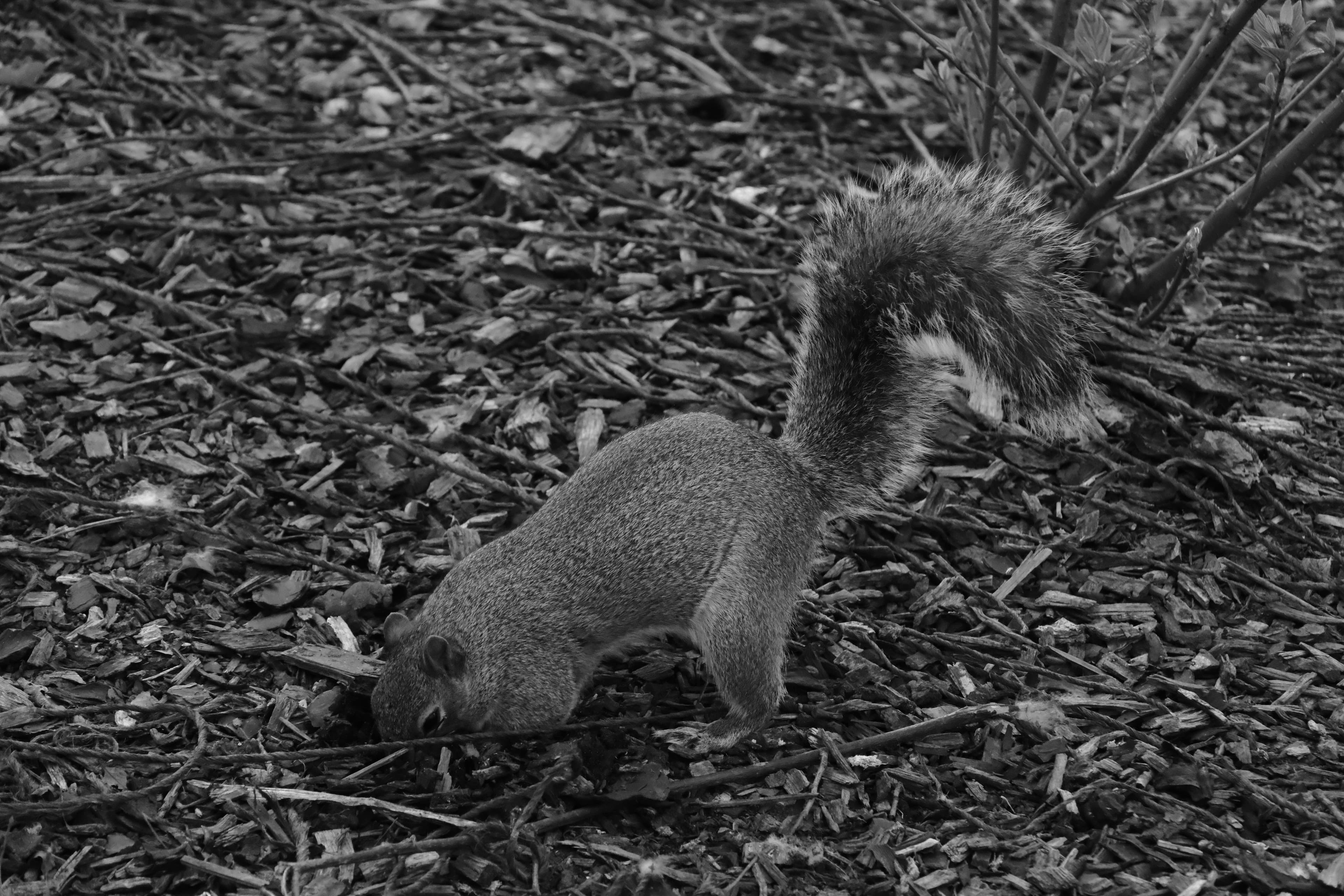 just here foraging