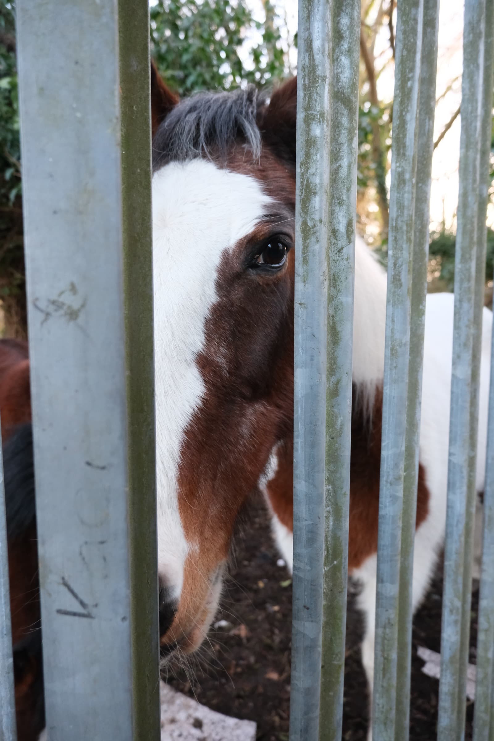 Through the Gate