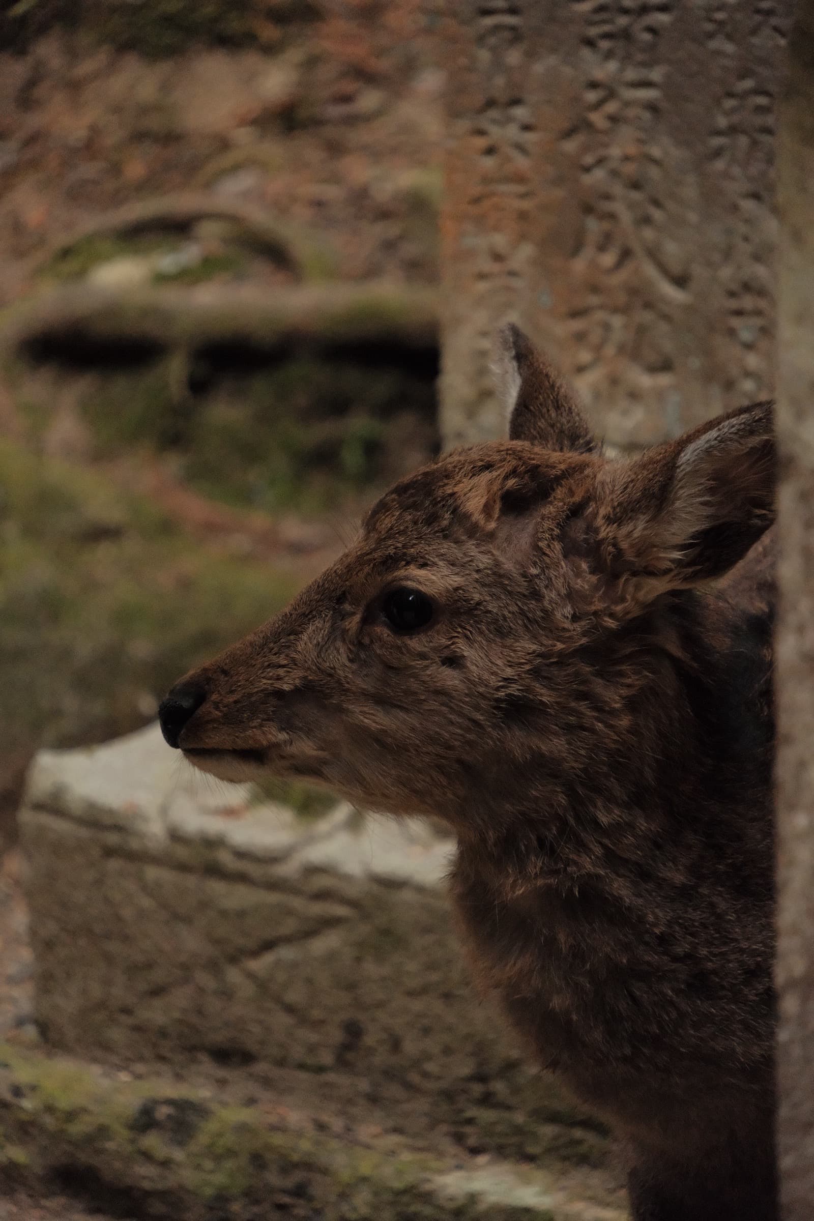 Nara Deer