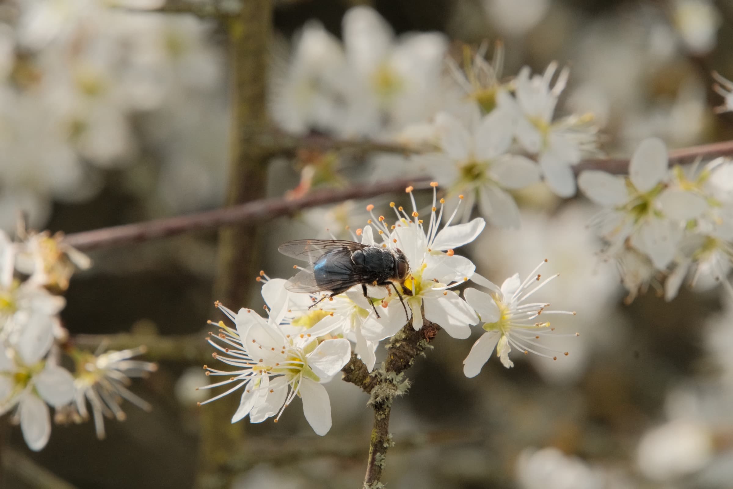 Spring Visitor