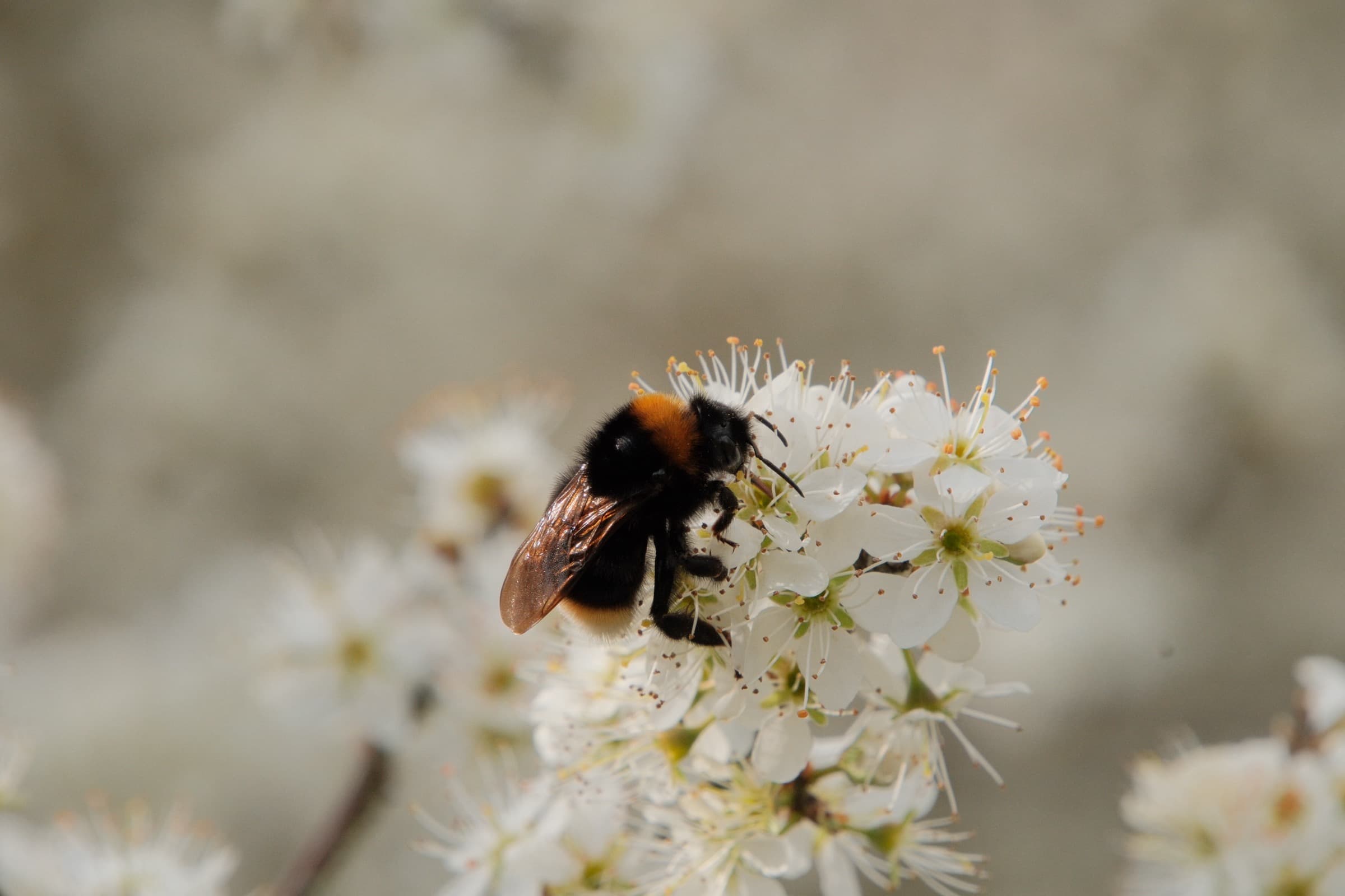 Bumblebee Landing
