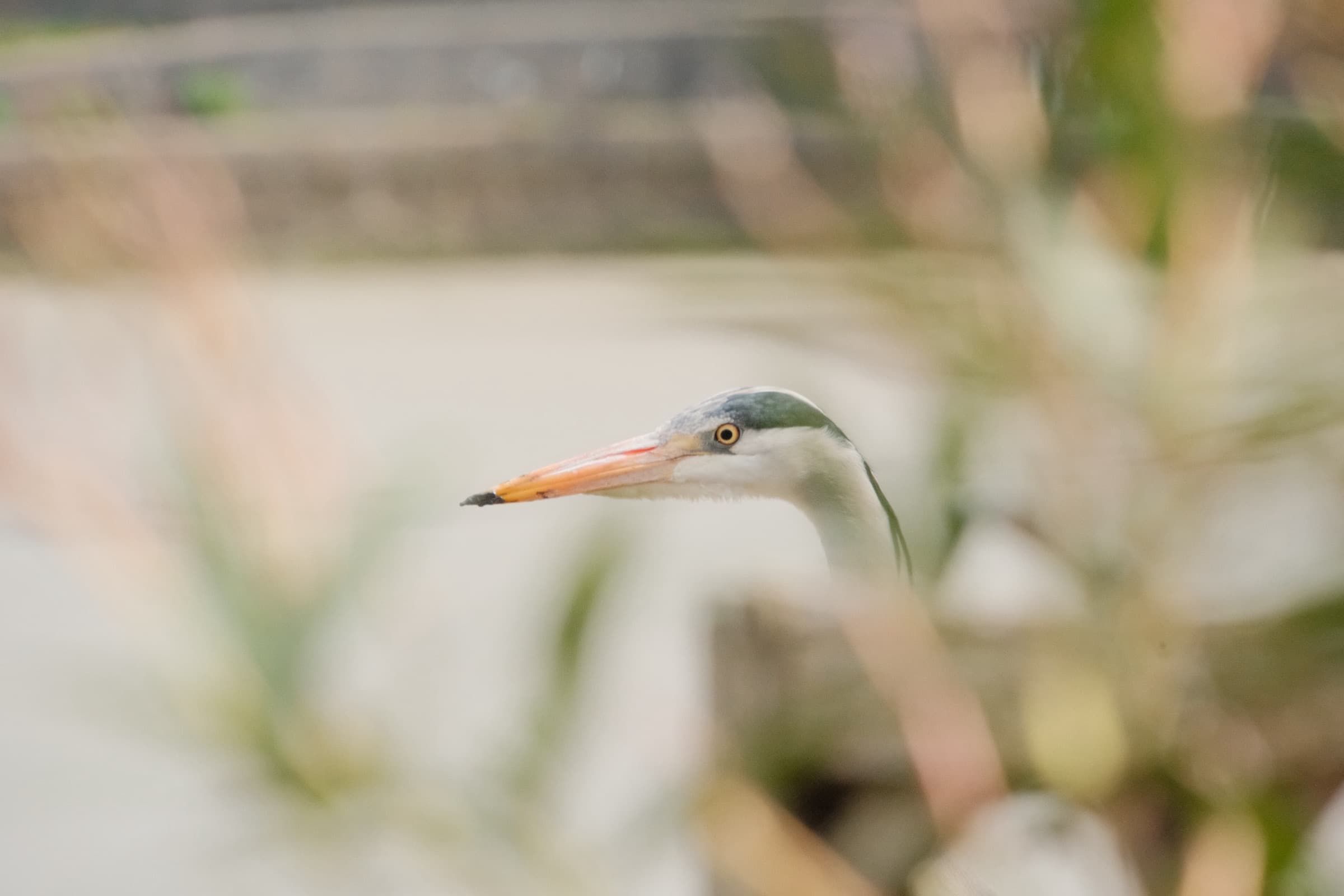 Heron Through Reeds